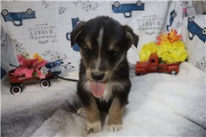 Kevin - puppy for sale