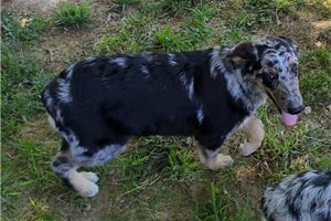 Kayden - German Australian Shepherd for sale
