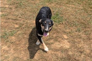 Karter - German Australian Shepherd for sale