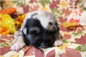 Pongo, a German Australian Shepherd puppy