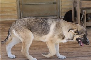 Cali - German Australian Shepherd for sale