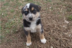 Conrad - puppy for sale