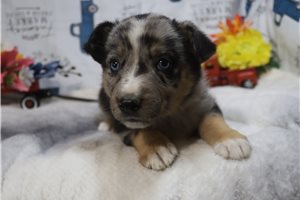 Kinsley - puppy for sale