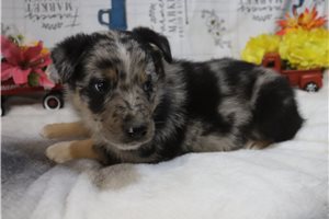 Kayden - puppy for sale