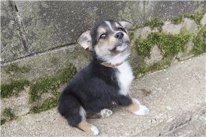 Kevin - German Australian Shepherd for sale