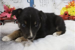 Karter - puppy for sale
