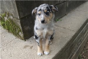 Katherine - German Australian Shepherd for sale