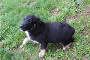 Knox - German Australian Shepherd for sale