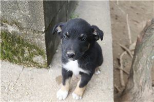 Knox - German Australian Shepherd for sale