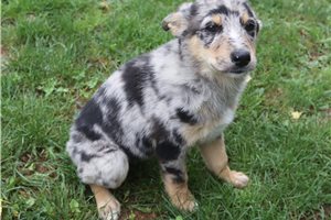 Lacey - German Australian Shepherd for sale