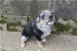 Kayden - German Australian Shepherd for sale