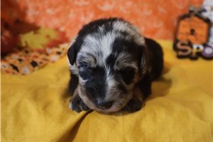 Colby - puppy for sale
