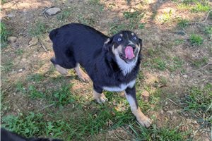 Karter - German Australian Shepherd for sale