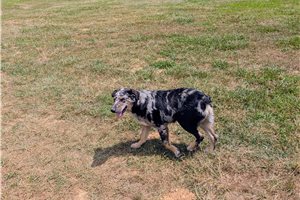 Kayden - German Australian Shepherd for sale