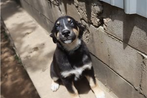 Karter - German Australian Shepherd for sale