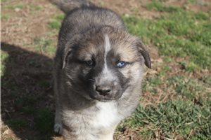 Cali - German Australian Shepherd for sale