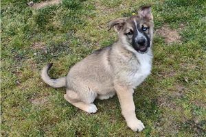 Cali - German Australian Shepherd for sale