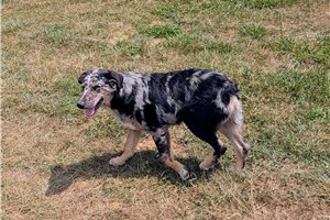 Kayden - German Australian Shepherd for sale