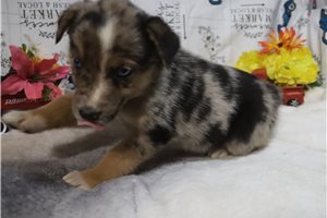 Kingston - puppy for sale