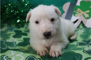 Nico - German Shepherd for sale