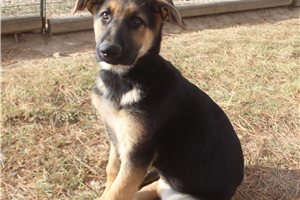 Lager - German Shepherd for sale