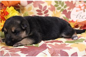 Porter - German Shepherd for sale