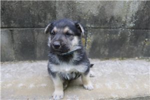 Charles - German Shepherd for sale