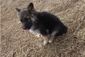 Cabaret - puppy for sale