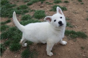 Maeve - German Shepherd for sale