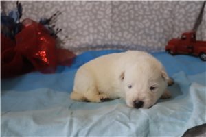 Mandy - puppy for sale