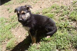 Caleb - German Shepherd for sale
