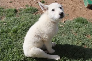 Norris - German Shepherd for sale