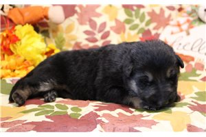Ramona - German Shepherd for sale