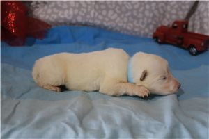Maestro - puppy for sale