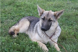 Camden - German Shepherd for sale