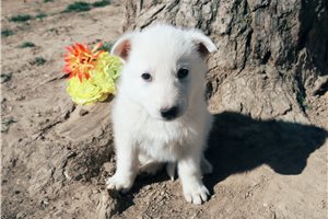 Magdalena - German Shepherd for sale