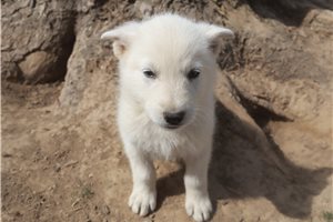 Makai - German Shepherd for sale