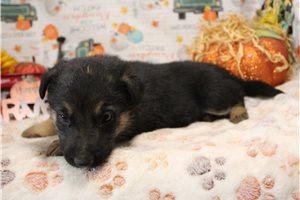 Ramona - German Shepherd for sale