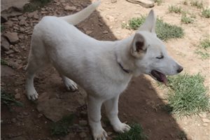 Maeve - German Shepherd for sale