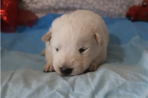 Neptune - German Shepherd for sale