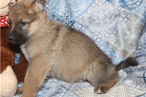 Alexey - German Shepherd for sale
