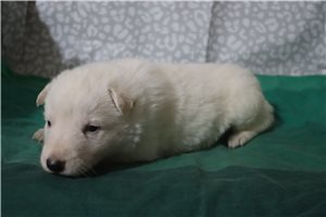 Nico - German Shepherd for sale