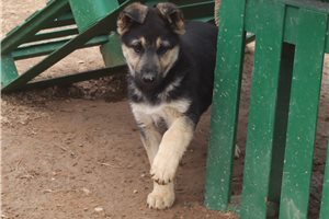 Ferris - German Shepherd for sale