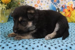 Cooper - German Shepherd for sale