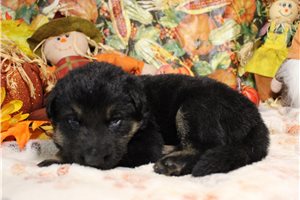 Ralph - German Shepherd for sale