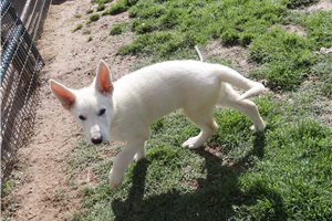 Nico - German Shepherd for sale