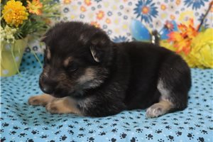 Charles - German Shepherd for sale