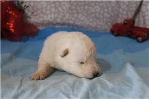 Mana - puppy for sale