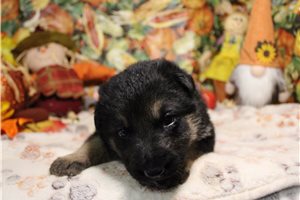 Ramona - German Shepherd for sale