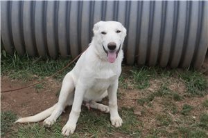Nico - German Shepherd for sale